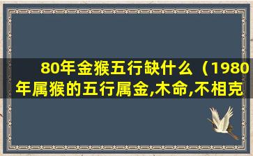 80年金猴五行缺什么（1980年属猴的五行属金,木命,不相克吗）