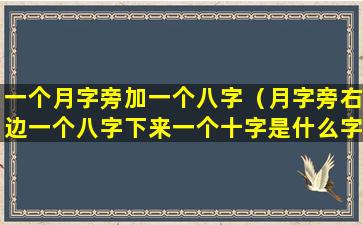 一个月字旁加一个八字（月字旁右边一个八字下来一个十字是什么字）