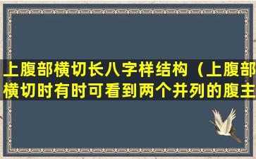 上腹部横切长八字样结构（上腹部横切时有时可看到两个并列的腹主动脉的断面图）