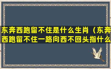 东奔西跑留不住是什么生肖（东奔西跑留不住一路向西不回头指什么生肖）