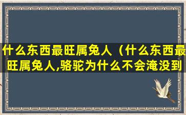 什么东西最旺属兔人（什么东西最旺属兔人,骆驼为什么不会淹没到沙漠）