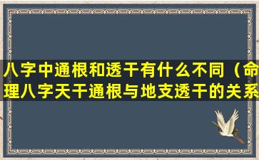 八字中通根和透干有什么不同（命理八字天干通根与地支透干的关系）