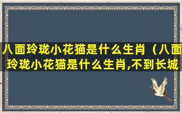 八面玲珑小花猫是什么生肖（八面玲珑小花猫是什么生肖,不到长城心不死打一生肖）