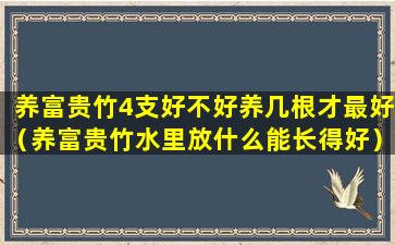 养富贵竹4支好不好养几根才最好（养富贵竹水里放什么能长得好）