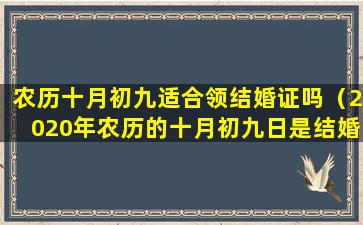 农历十月初九适合领结婚证吗（2020年农历的十月初九日是结婚黄道吉日吗）