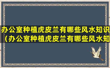 办公室种植虎皮兰有哪些风水知识（办公室种植虎皮兰有哪些风水知识呢）