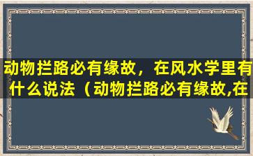 动物拦路必有缘故，在风水学里有什么说法（动物拦路必有缘故,在风水学里有什么说法(图文)）