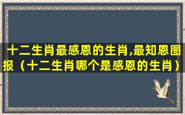 十二生肖最感恩的生肖,最知恩图报（十二生肖哪个是感恩的生肖）