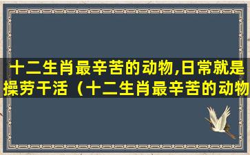 十二生肖最辛苦的动物,日常就是操劳干活（十二生肖最辛苦的动物,日常就是操劳干活的动物）