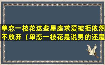 单恋一枝花这些星座求爱被拒依然不放弃（单恋一枝花是说男的还是女的）