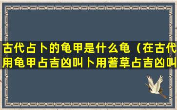 古代占卜的龟甲是什么龟（在古代用龟甲占吉凶叫卜用蓍草占吉凶叫）