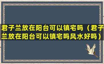 君子兰放在阳台可以镇宅吗（君子兰放在阳台可以镇宅吗风水好吗）