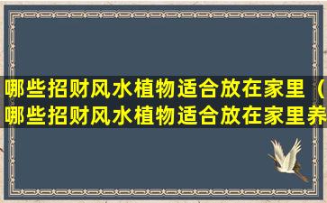 哪些招财风水植物适合放在家里（哪些招财风水植物适合放在家里养）