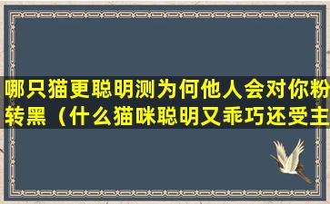 哪只猫更聪明测为何他人会对你粉转黑（什么猫咪聪明又乖巧还受主人的喜爱）