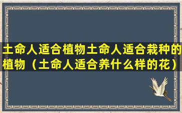 土命人适合植物土命人适合栽种的植物（土命人适合养什么样的花）