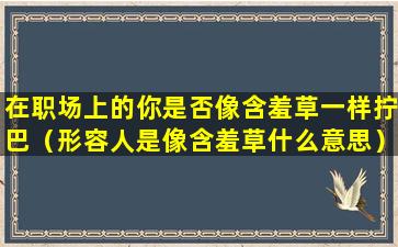 在职场上的你是否像含羞草一样拧巴（形容人是像含羞草什么意思）