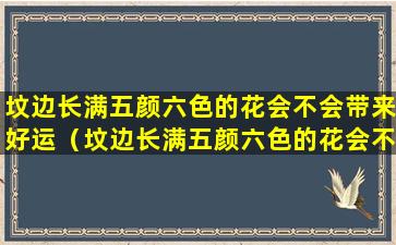 坟边长满五颜六色的花会不会带来好运（坟边长满五颜六色的花会不会带来好运呢）