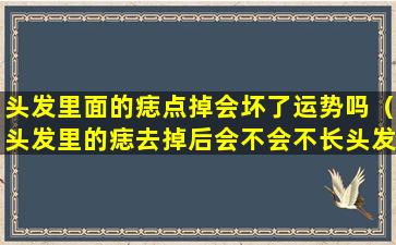 头发里面的痣点掉会坏了运势吗（头发里的痣去掉后会不会不长头发）