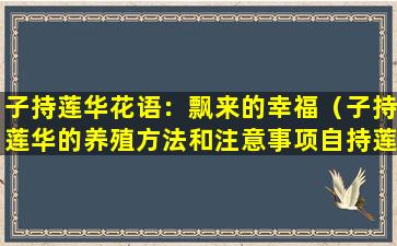 子持莲华花语：飘来的幸福（子持莲华的养殖方法和注意事项自持莲花夏天怎么养）