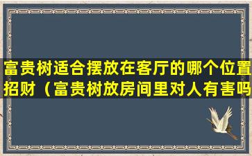 富贵树适合摆放在客厅的哪个位置招财（富贵树放房间里对人有害吗）