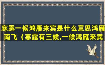 寒露一候鸿雁来宾是什么意思鸿雁南飞（寒露有三候,一候鸿雁来宾什么意思）