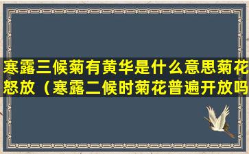 寒露三候菊有黄华是什么意思菊花怒放（寒露二候时菊花普遍开放吗）