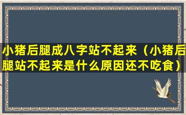 小猪后腿成八字站不起来（小猪后腿站不起来是什么原因还不吃食）