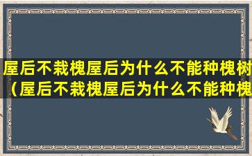 屋后不栽槐屋后为什么不能种槐树（屋后不栽槐屋后为什么不能种槐树呢）