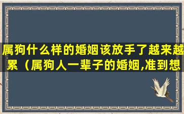 属狗什么样的婚姻该放手了越来越累（属狗人一辈子的婚姻,准到想哭!）