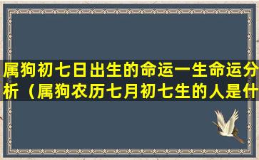 属狗初七日出生的命运一生命运分析（属狗农历七月初七生的人是什么命）