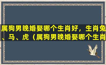 属狗男晚婚娶哪个生肖好，生肖兔、马、虎（属狗男晚婚娶哪个生肖好,生肖兔,马,虎好不好）