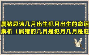 属猪忌讳几月出生犯月出生的命运解析（属猪的几月是犯月几月是旺月）