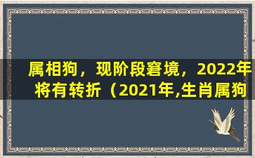 属相狗，现阶段窘境，2022年将有转折（2021年,生肖属狗,事业、财运、感情、健康运势）