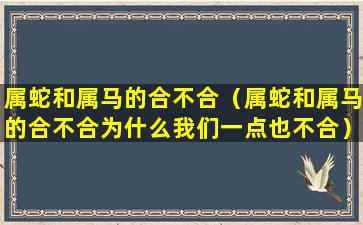 属蛇和属马的合不合（属蛇和属马的合不合为什么我们一点也不合）