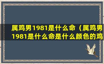 属鸡男1981是什么命（属鸡男1981是什么命是什么颜色的鸡）