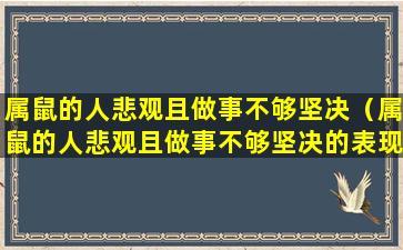 属鼠的人悲观且做事不够坚决（属鼠的人悲观且做事不够坚决的表现）