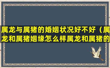 属龙与属猪的婚姻状况好不好（属龙和属猪姻缘怎么样属龙和属猪的婚姻怎样）