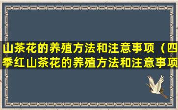 山茶花的养殖方法和注意事项（四季红山茶花的养殖方法和注意事项）