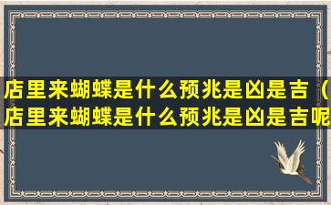 店里来蝴蝶是什么预兆是凶是吉（店里来蝴蝶是什么预兆是凶是吉呢）