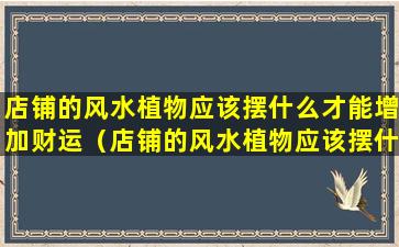 店铺的风水植物应该摆什么才能增加财运（店铺的风水植物应该摆什么才能增加财运和运气）