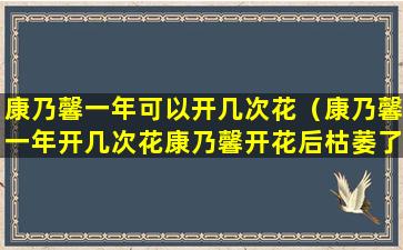 康乃馨一年可以开几次花（康乃馨一年开几次花康乃馨开花后枯萎了）