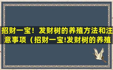 招财一宝！发财树的养殖方法和注意事项（招财一宝!发财树的养殖方法和注意事项）