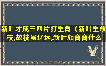 新叶才成三四片打生肖（新叶生故枝,故枝虽辽远,新叶颇离离什么意思）