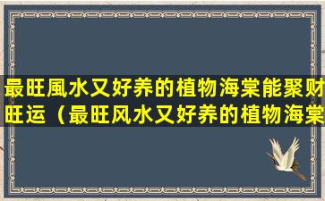 最旺風水又好养的植物海棠能聚财旺运（最旺风水又好养的植物海棠能聚财旺运）