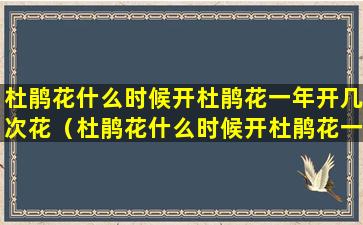 杜鹃花什么时候开杜鹃花一年开几次花（杜鹃花什么时候开杜鹃花一年开几次花呢）