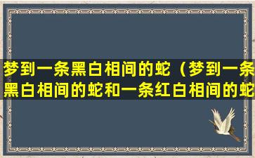 梦到一条黑白相间的蛇（梦到一条黑白相间的蛇和一条红白相间的蛇）