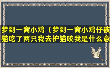 梦到一窝小鸡（梦到一窝小鸡仔被猫吃了两只我去护猫咬我是什么意思）