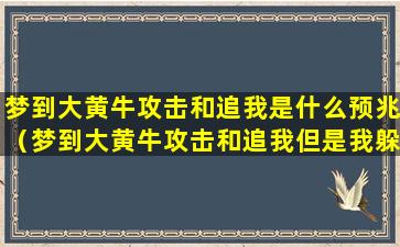 梦到大黄牛攻击和追我是什么预兆（梦到大黄牛攻击和追我但是我躲开了）