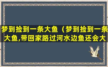 梦到捡到一条大鱼（梦到捡到一条大鱼,带回家路过河水边鱼还会大叫）