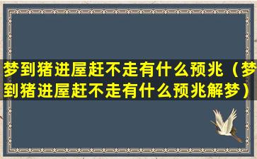 梦到猪进屋赶不走有什么预兆（梦到猪进屋赶不走有什么预兆解梦）